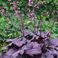 Heuchera 'Sugar Plum' Coral Bells