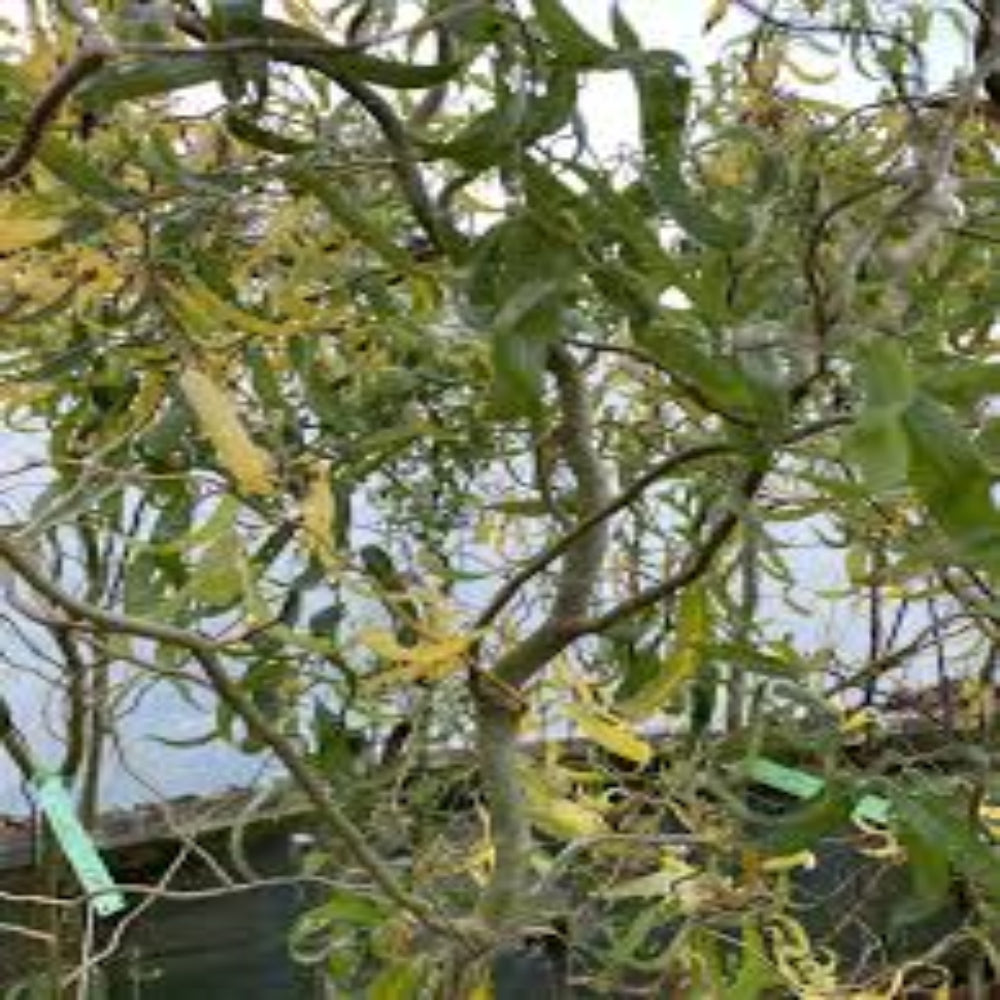 Twisted Willow