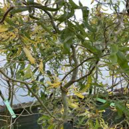 Twisted Willow