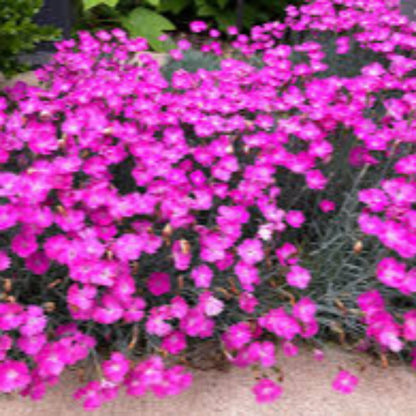 Dianthus Firewitch - [EG]