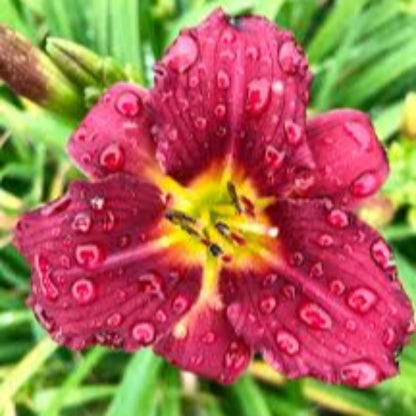 Hemerocallis Ruby Stella Daylily Multipack