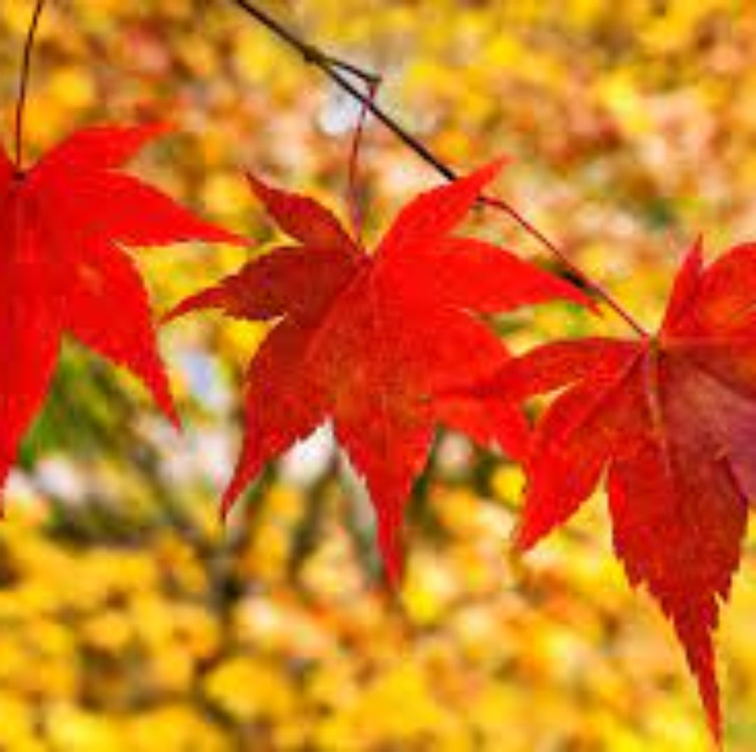 Murasaki Kiyohime Dwarf Japanese Maple