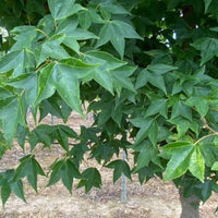 Trident Japanese Maple