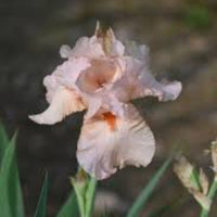 Iris Germanica 'Lenora Pearl' German Iris