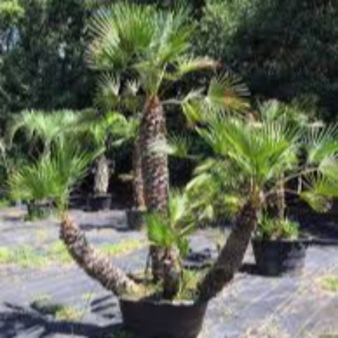 European Fan Palm