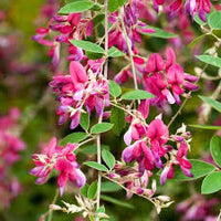 Lespedeza Little Volcano Shrub