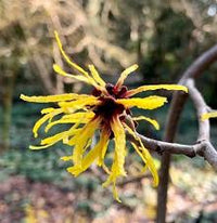 Witch Hazel Native Shrub