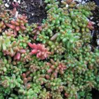 Sedum Album 'Coral Carpet' - [EG]