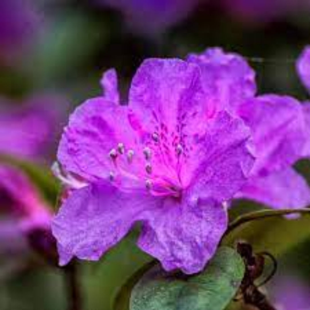 Purple Formosa Azalea