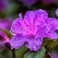 Purple Formosa Azalea Shrub