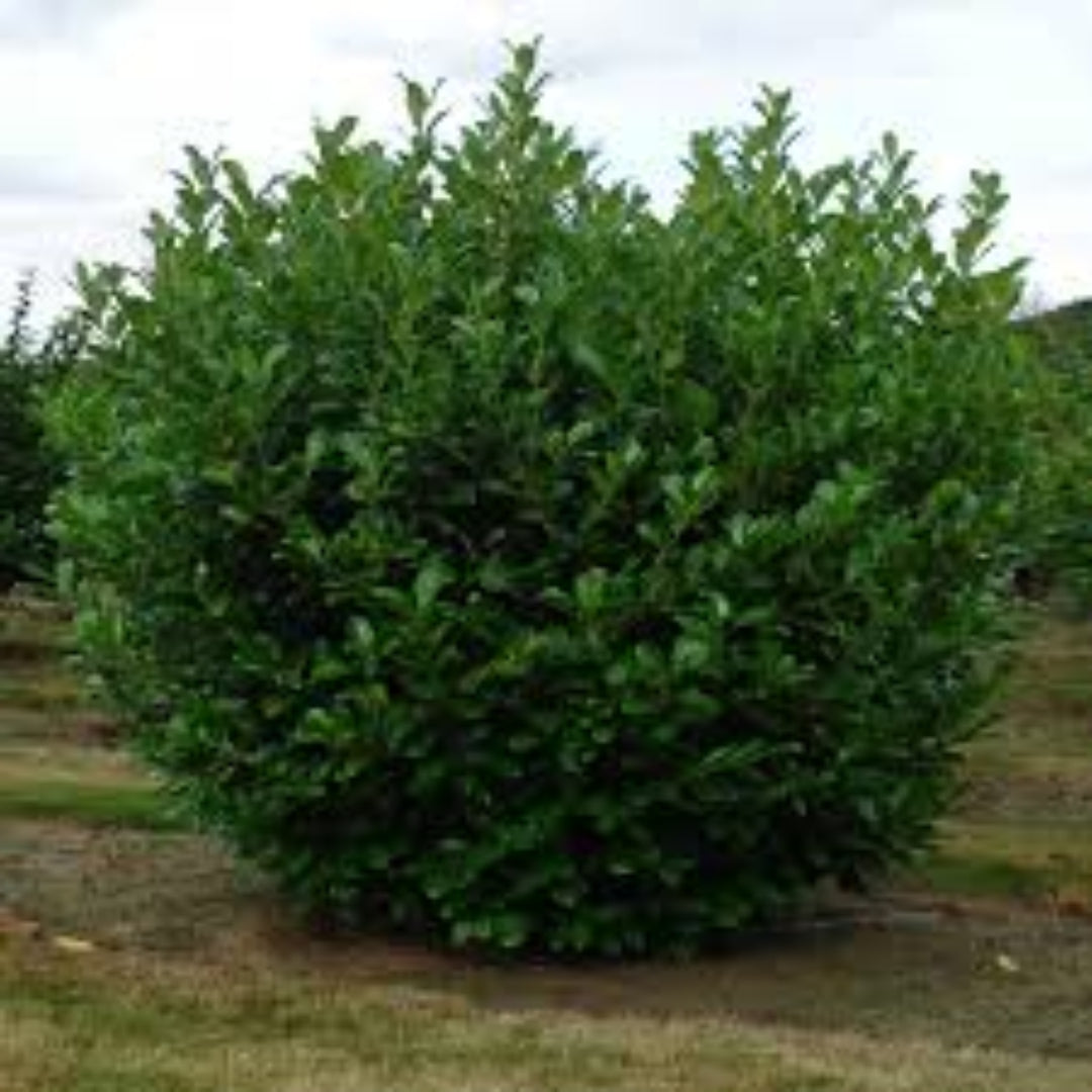 Cherry Laurel Compacta