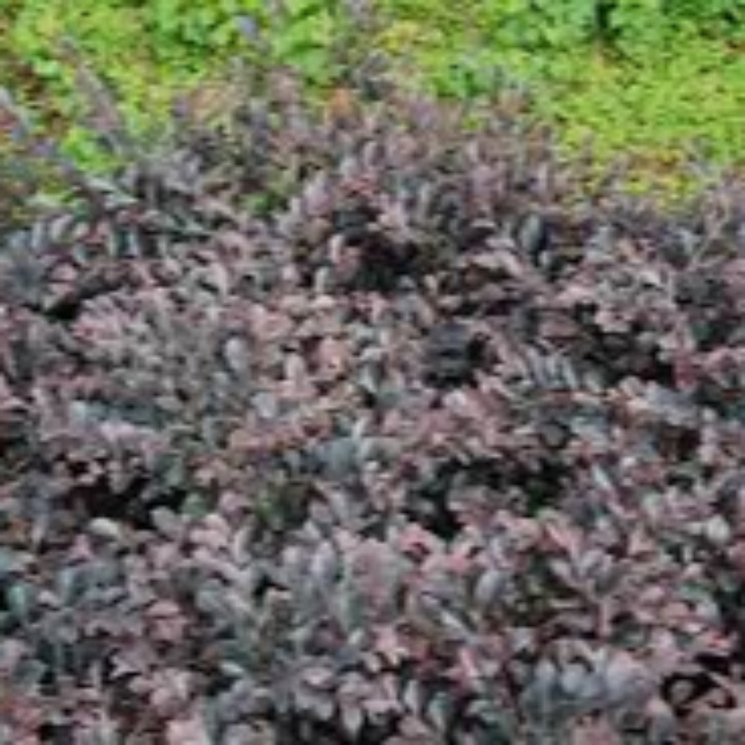 Crimson Fire Loropetalum - Pixies Gardens