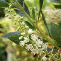 Sweet Pepperbush Clethra shrub with summer blooming flowers