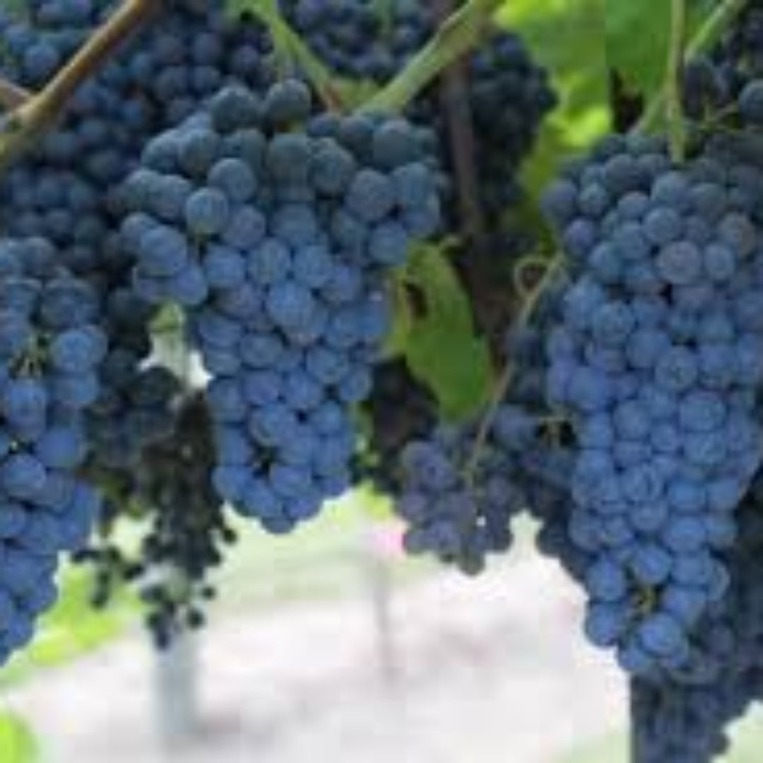 Black Spanish Grape Vine Shrub