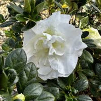 Azalea 'Hardy Gardenia’