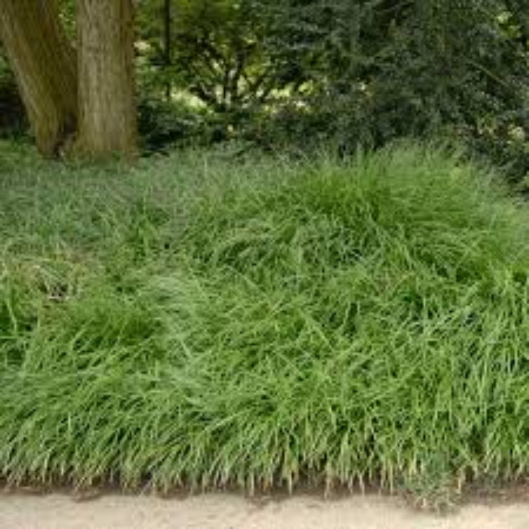 Creeping Lily Turf foliage close-up