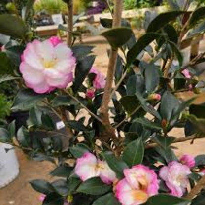 Leslie Ann Camellia Sasanqua