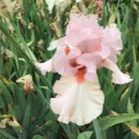 Iris germanica 'Peggy Sue' (Pink) - [EG]