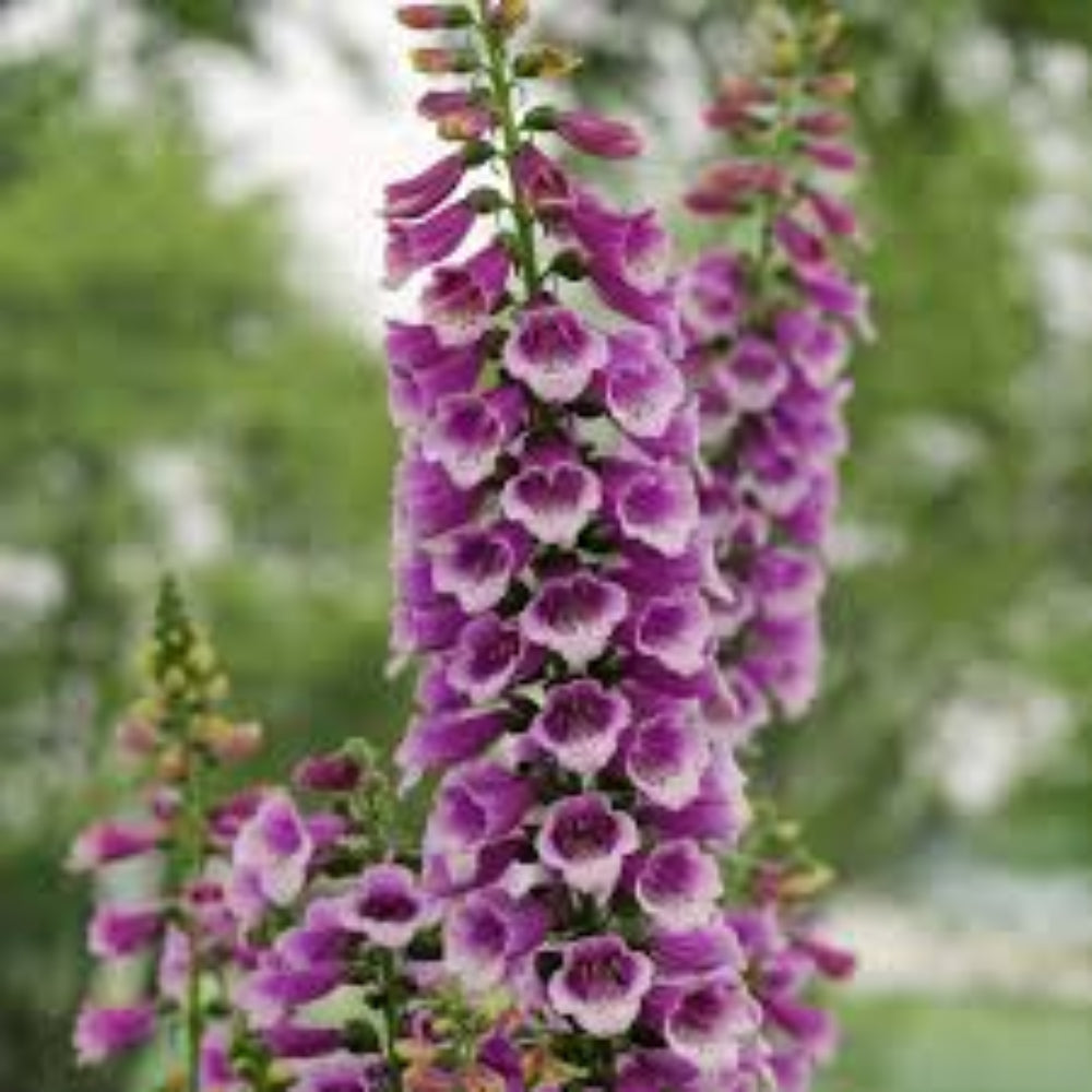 Digitalis Purpurea &