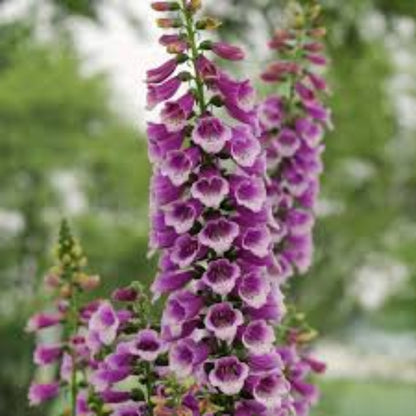 Digitalis Purpurea &