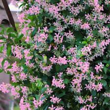 Asiatic Jasmine dense green foliage