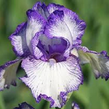 Germanica Autumn Circus Bearded German Iris