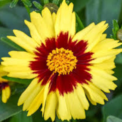 Coreopsis Hybrida &