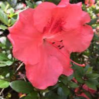 Healthy Hilda Niblett azalea shrub growing outdoors with green foliage