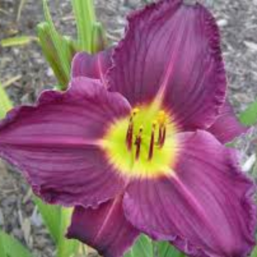 Grape Ripples Daylily