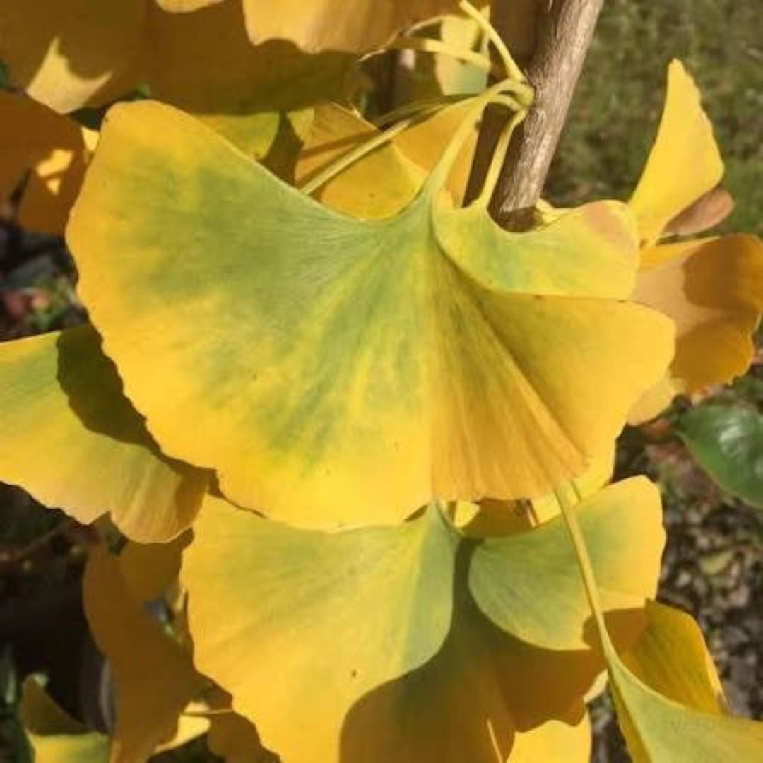Princeton Sentry Male Ginkgo Tree