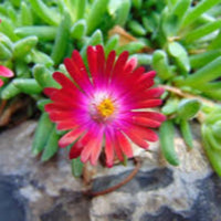 Delosperma Hot Cake Saucy Strawberry 10 count flat of 4.5" pots - [EG]