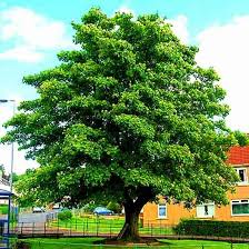 Sycamore Tree