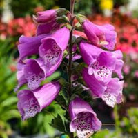 Digitalis Purpurea 'Dalmatian Rose' Foxglove. 10 count flat of 4" pots