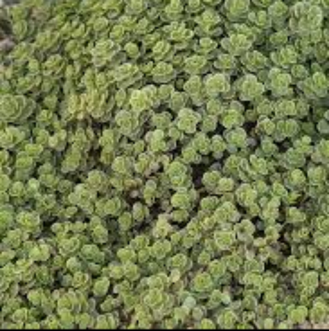 Sedum Spurium &