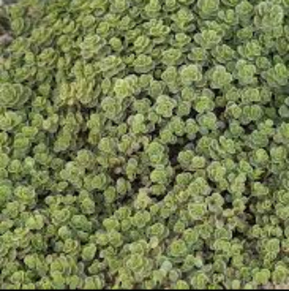 Sedum Spurium &
