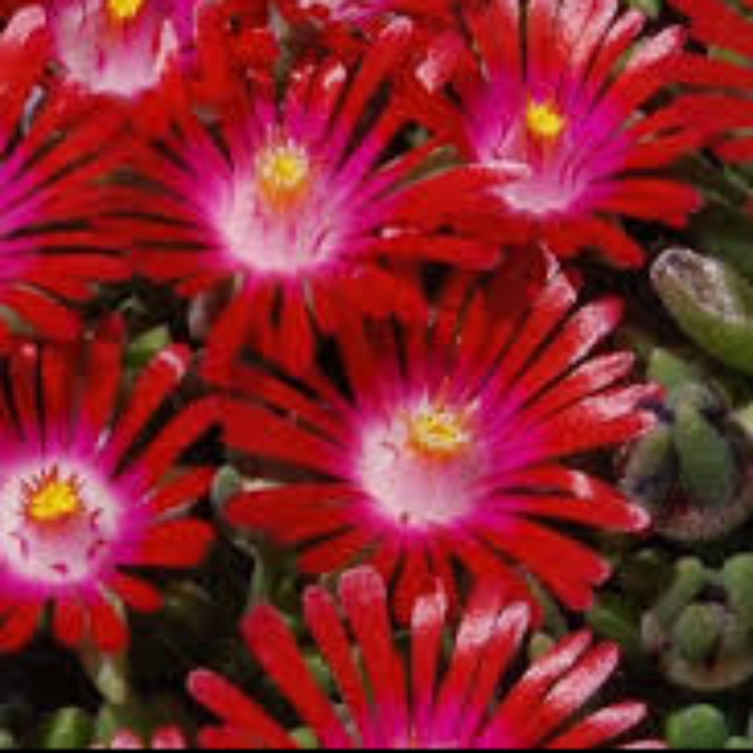 Delosperma Hot Cake Saucy Strawberry 10 count flat of 4.5" pots - [EG]