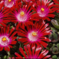 Delosperma Hot Cake Saucy Strawberry 10 count flat of 4.5" pots - [EG]