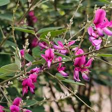 Lespedeza Little Volcano Shrub
