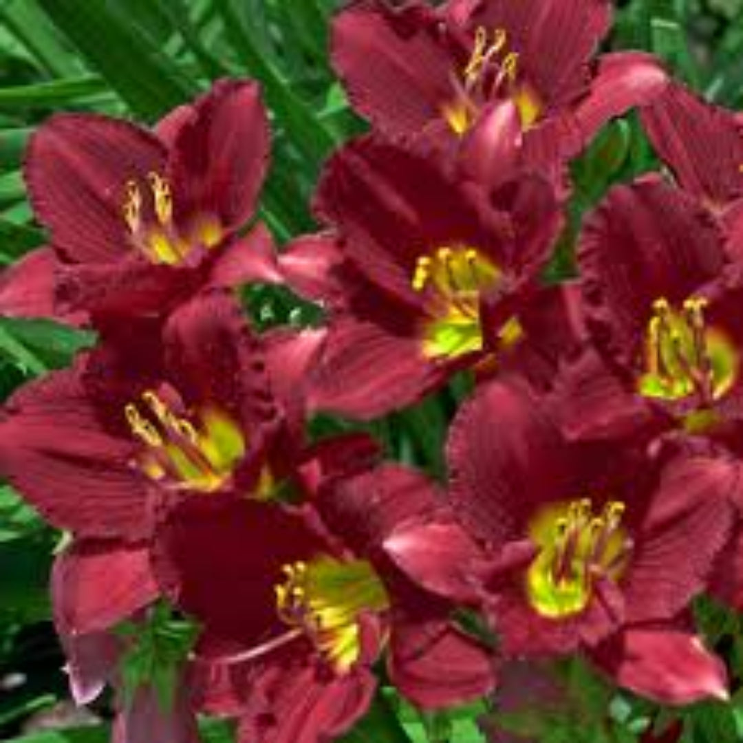 Hemerocallis Ruby Stella Daylily Multipack