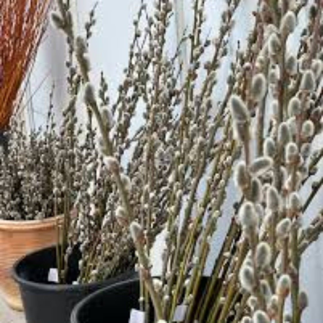 French Pussy Willow