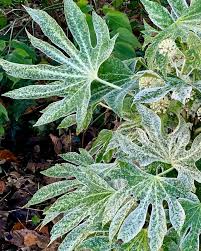 Fatsia Japonica Foliage Plant