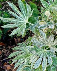 Fatsia Japonica Foliage Plant