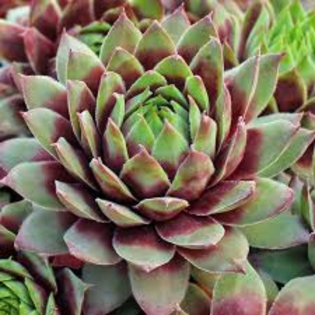 Sempervivum Supersemp &