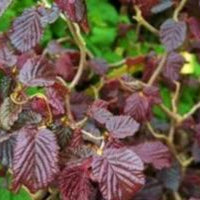 Red Dragon' Harry Lauder'S Walking Stick