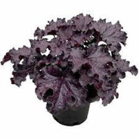 Heuchera x villosa Grape