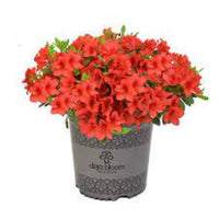Azalea X Cherry Pinata Deja Bloom