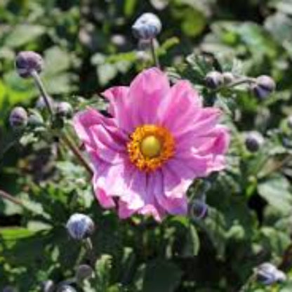 Anemone &