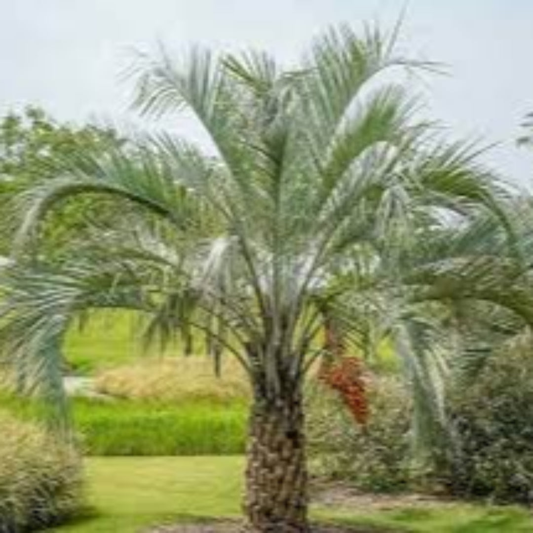 Pindo Palm (Jelly Palm)