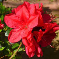 Midnight-Flare-Hybrid Azalea