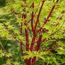 Glowing Embers Japanese Maple